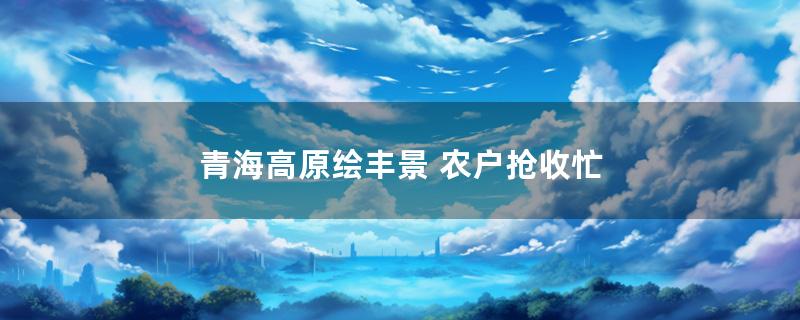 青海高原绘丰景 农户抢收忙